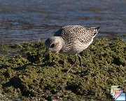 Black-bellied Plover
